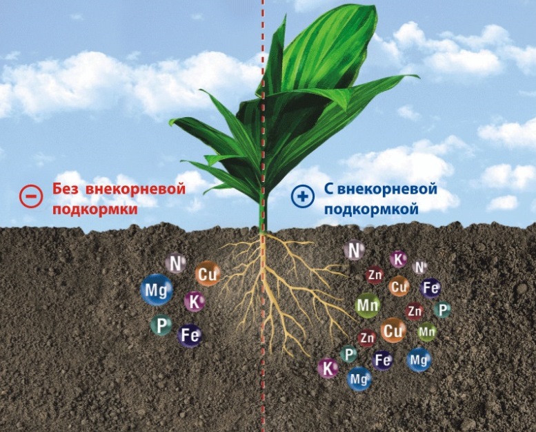 Внешние признаки нарушения внутренних процессов в растениях | Оптимальное соотношение.