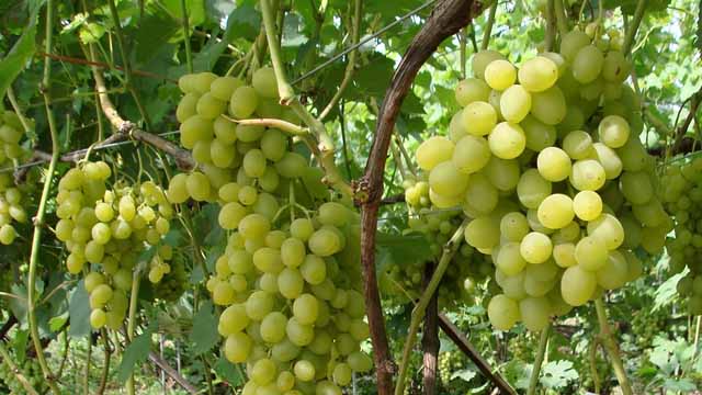 Шпалеры для винограда: особенности | Оптимальное соотношение.