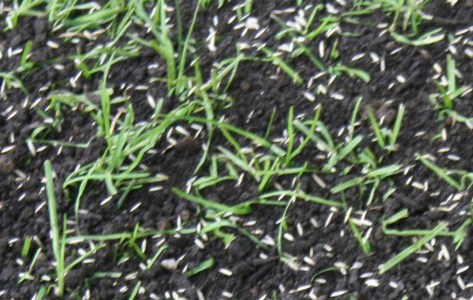 Газонная трава: техника высадки | Оптимальное соотношение.